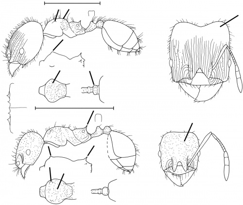 Pheidole arhuaca Wilson 2003.jpg