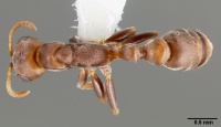 Pseudomyrmex peperi casent0005797 dorsal 1.jpg