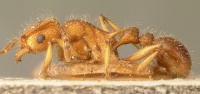 Tetramorium kelleri casent0101138 profile 1.jpg