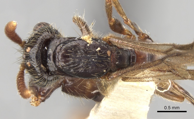 File:Acanthostichus fuscipennis casent0281969 d 1 high.jpg