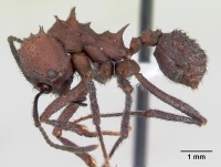 Acromyrmex nigrosetosus casent0173800 profile 1.jpg