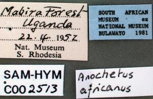 Anochetus africanus sam-hym-c002513a label 1.jpg