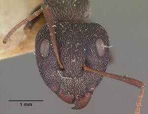 Camponotus auropubens aldabrensis casent0102447 head 1.jpg