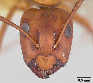 Camponotus castaneus casent0172603 head 1.jpg