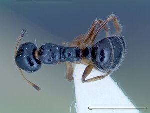 Camponotus dolabratus focol0118-2 d 1 high.jpg