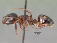 Camponotus gibber casent0101439 profile 1.jpg