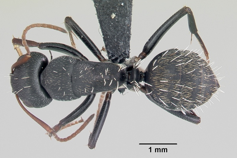 File:Camponotus grandidieri casent0055919 dorsal 1.jpg