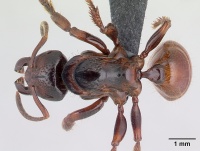 Centromyrmex raptor casent0066716 dorsal 1.jpg