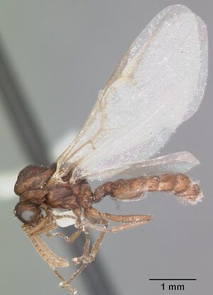 Crematogaster cerasi casent0103773 profile 2.jpg