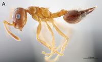 Crematogaster yaharai 4a.jpg