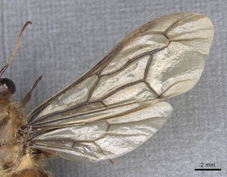 File:Dorylus orientalis casent0901942 p 2 high.jpg