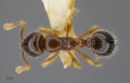 MCZ-ENT00517080 Monomorium sp7 had.jpg