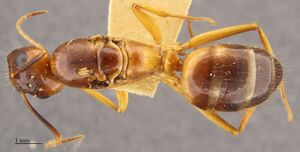 MCZ-ENT00523901 Camponotus festinatus queen had.jpg