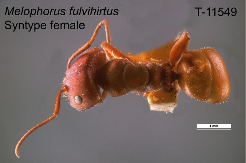 File:Melophorus fulvihirtus T11549 syntype female top (Mus. Vic.).jpg