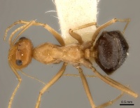 Myrmecocystus nequazcatl D casent0217728.jpg