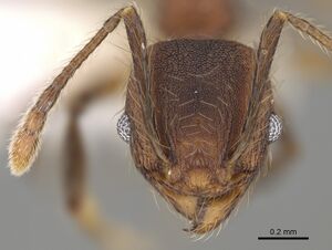 Pheidole rima CASENT0646693 h.jpg