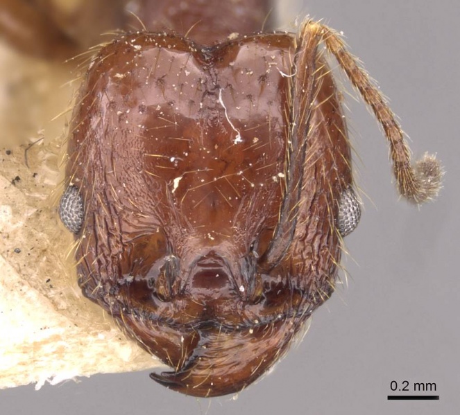 File:Pheidole wolfringi casent0908212 h 1 high.jpg