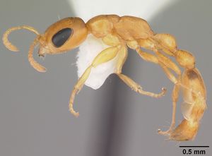 Pseudomyrmex pallidus casent0103890 profile 1.jpg