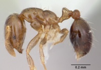 Solenopsis papuana casent0103246 profile 1.jpg