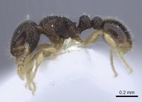 Tetramorium minimum casent0217070 p 1 high.jpg