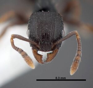 Tetramorium nigrum fmnhins0000047311 h 1 high.jpg