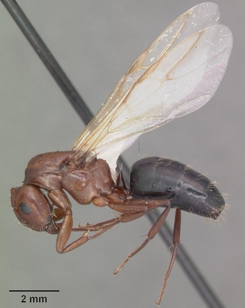 File:Camponotus discolor casent0103669 profile 2.jpg