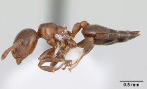 Crematogaster rochai casent0173947 profile 1.jpg