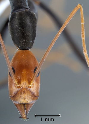 Leptomyrmex erythrocephalus head view