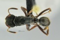 MCZ Odontoponera denticulata had1 25.jpg