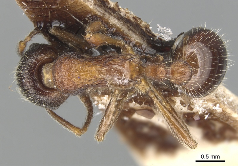 File:Myrmica dshungarica D casent0904093.jpg