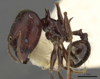 Pheidole barumtaun casent0901317 p 1 high.jpg