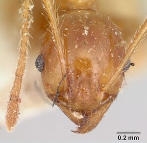 Pheidole madecassa casent0101897 head 1.jpg