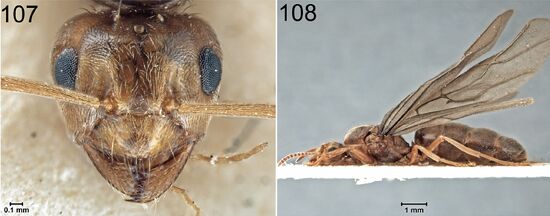 Prenolepis nitens 107-108.jpg