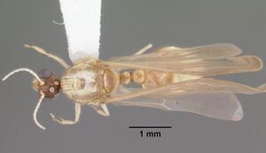 Solenopsis pergandei casent0104507 dorsal 1.jpg