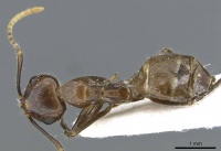 Camponotus belumensis casent0905897 d 1 high.jpg