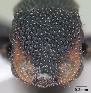 Cephalotes fiebrigi casent0173680 head 1.jpg