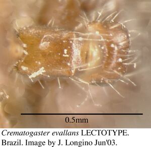 Crematogaster evallans jtl055944 d 2 high.jpg