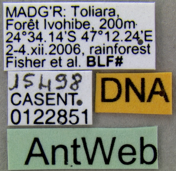 File:Crematogaster volamena casent0122851 l 1 high.jpg