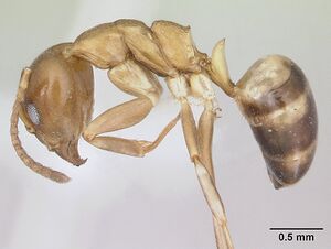 Dolichoderus lutosus casent0178712 profile 1.jpg