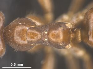 Lasius kabaki Holotype worker antweb1041444 d2.jpg