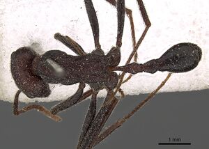 Ocymyrmex sphinx casent0900396 d 1 high.jpg