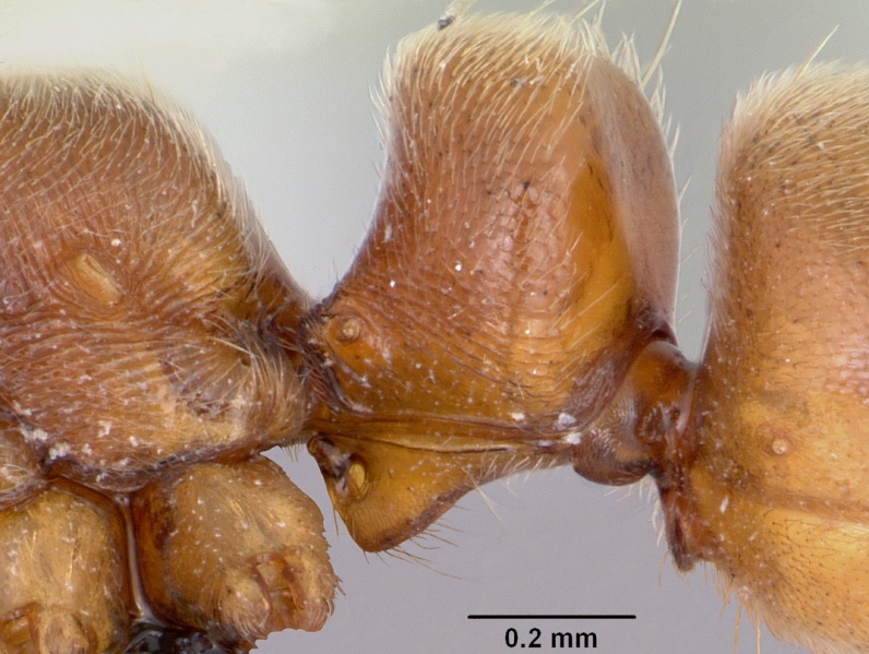 File:Pachycondyla darwinii casent0476550 profile 3.jpg