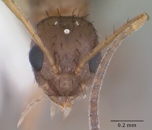 Paratrechina concinna casent0104211 head 1.jpg