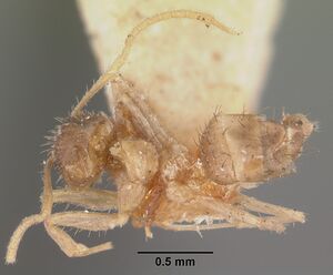 Paratrechina madagascarensis casent0101318 profile 1.jpg