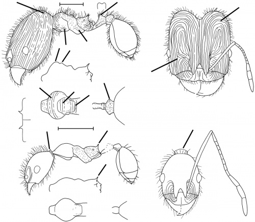 Pheidole arcifera Wilson 2003.jpg