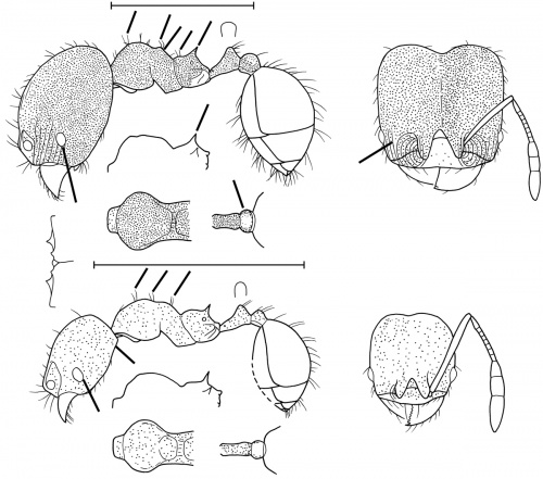 Pheidole geminata Wilson 2003.jpg