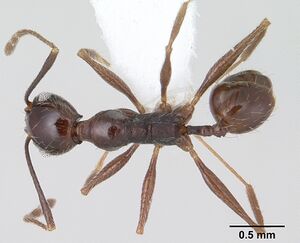 Pheidole obscurior casent0178040 dorsal 1.jpg