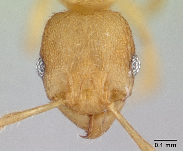 File:Pheidole parva casent0133503 h 1 high.jpg