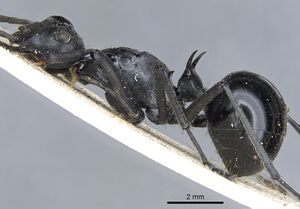 Polyrhachis gagates casent0903452 p 1 high.jpg