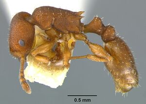 Temnothorax bradleyi casent0105869 profile 1.jpg